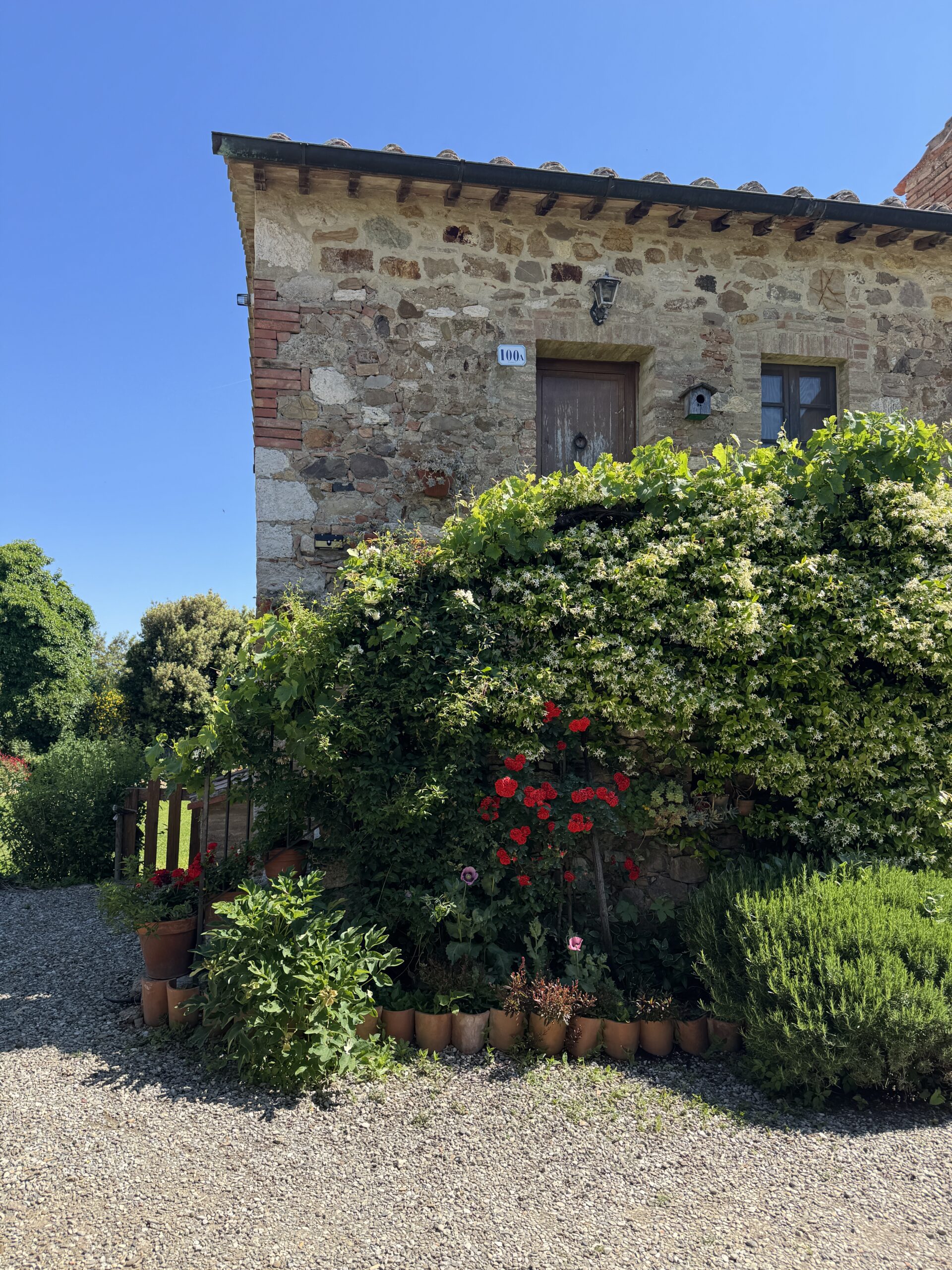 Blühende Fassade in Vignoni Alta