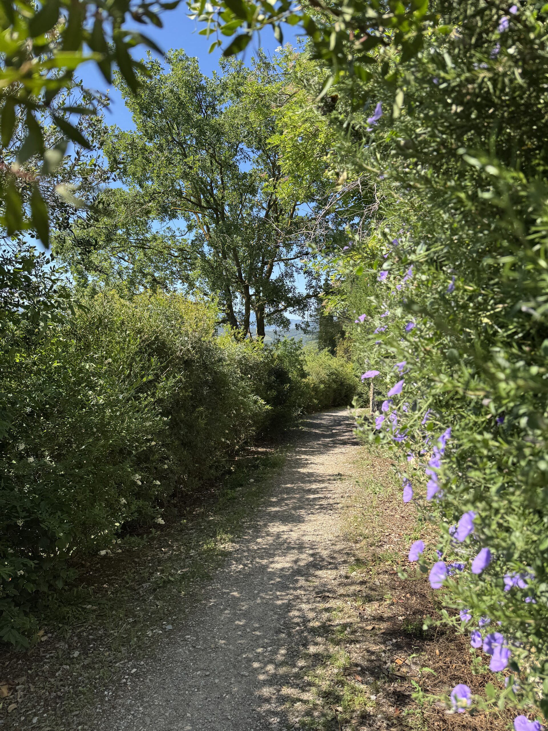 Weg durch blühende Hecken