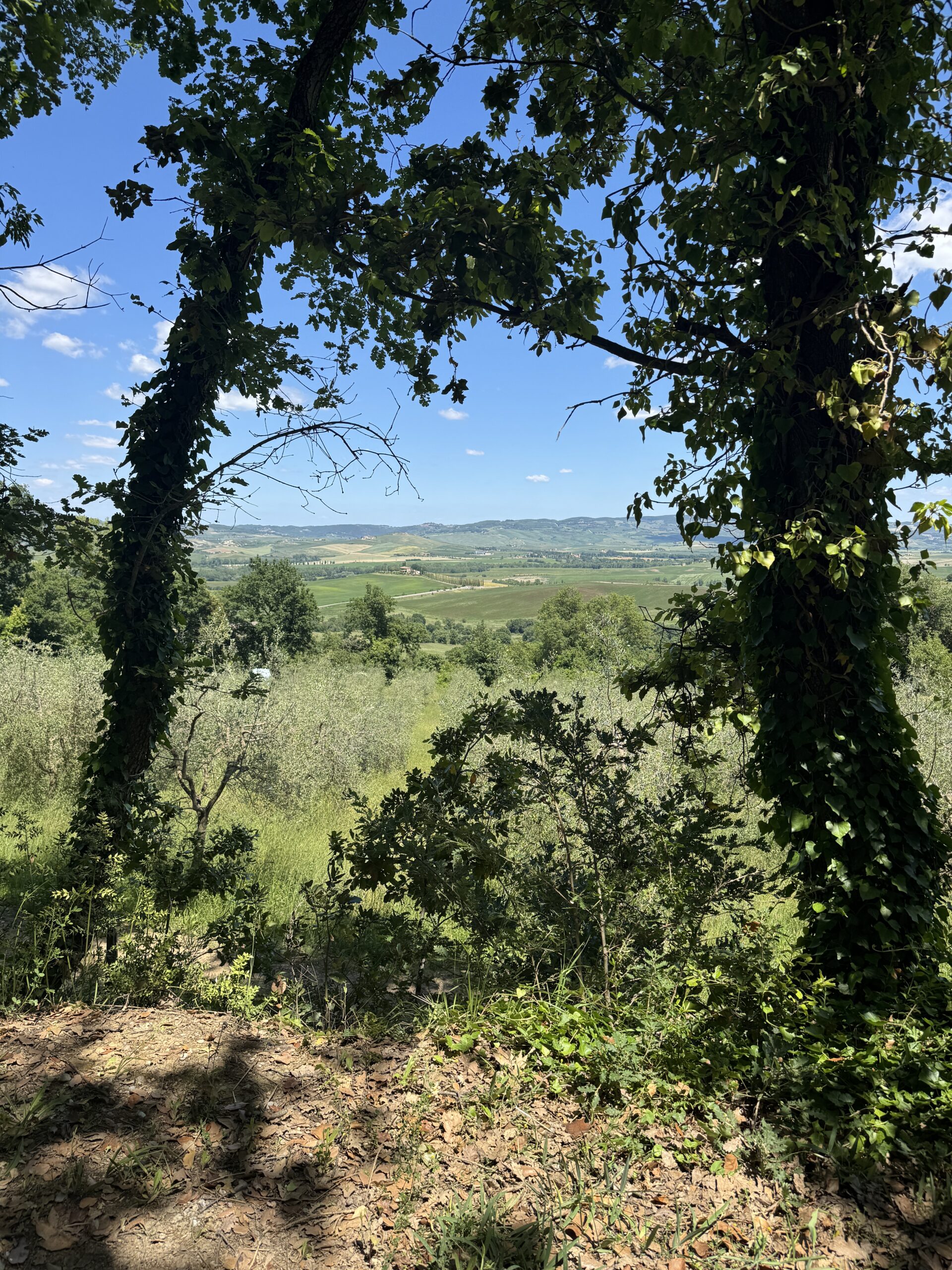 Grünes Fenster zur Toskana