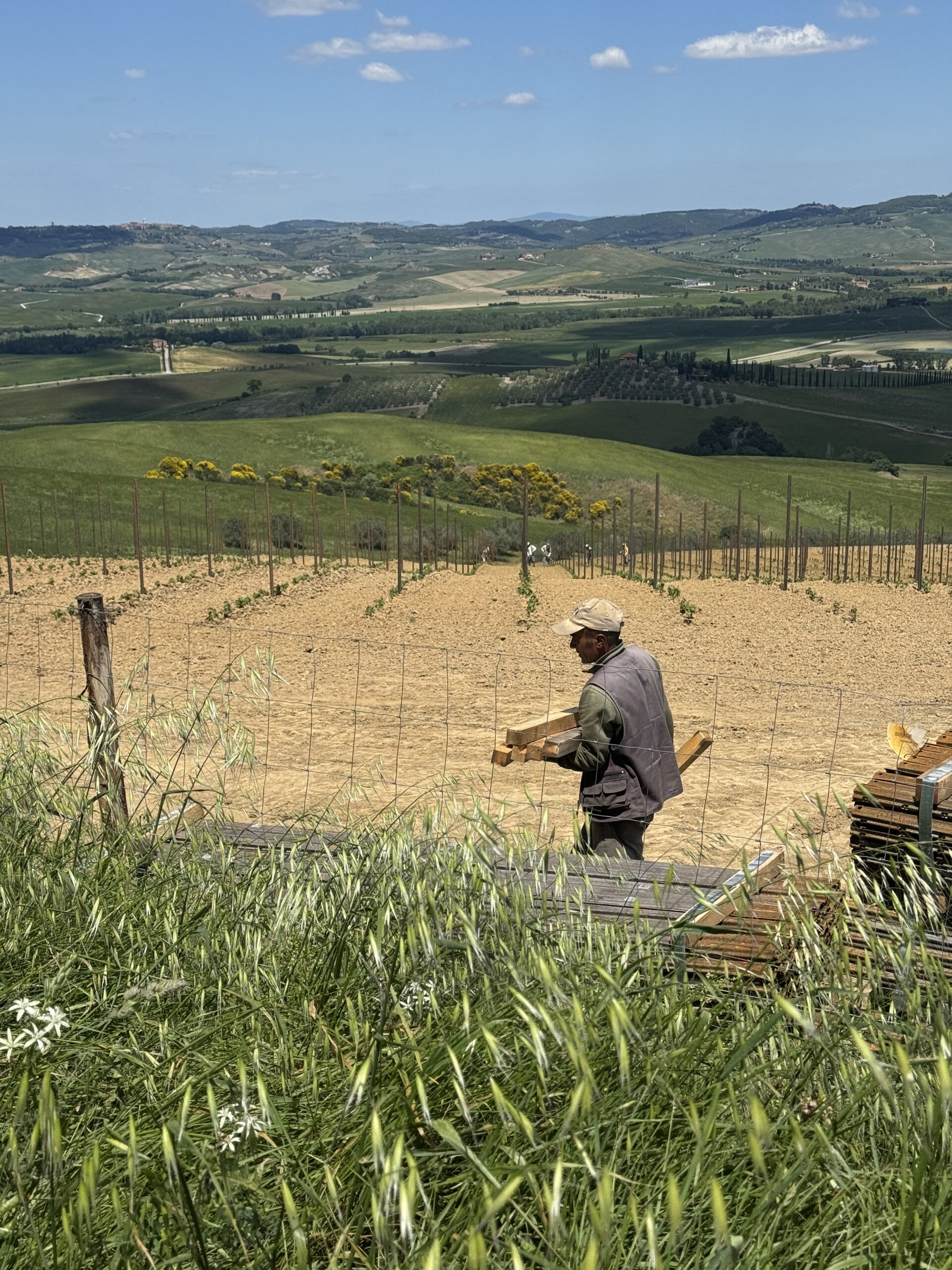 Arbeit im Weinberg der Toskana
