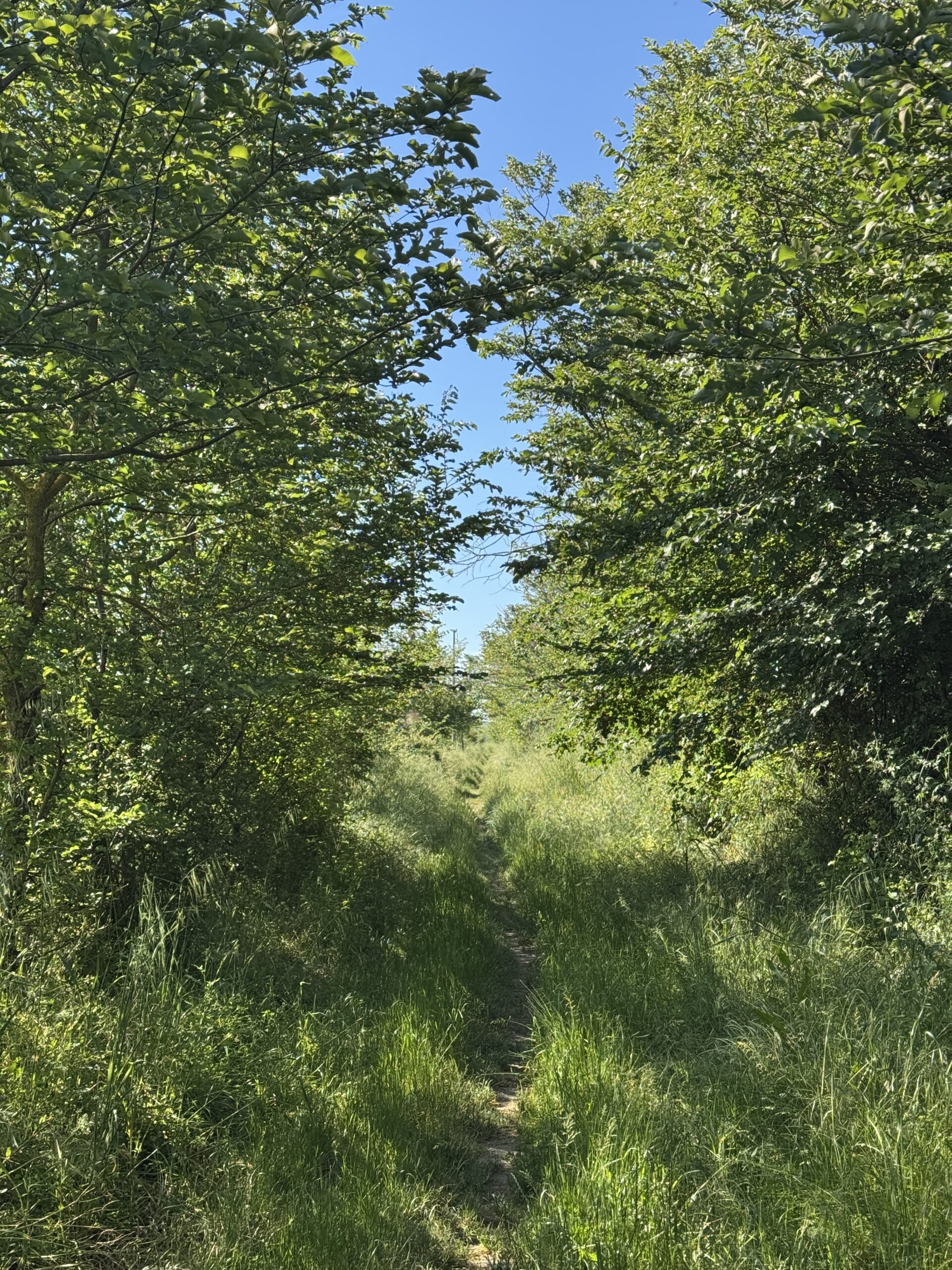 Grüner Tunnel in die Weite